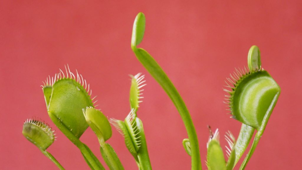 Annuities: Retirement's Venus Fly Traps
